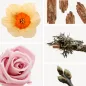 Preview: Duftnoten: Narzisse, Eichenmoos, Rose, holzige Noten, Johanisbeerknospe